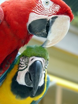 parrots - prophet birds who repeat what they hear